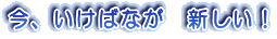 今、いけばなが 新しい! 神戸市東灘区 小原流 いけばな教室